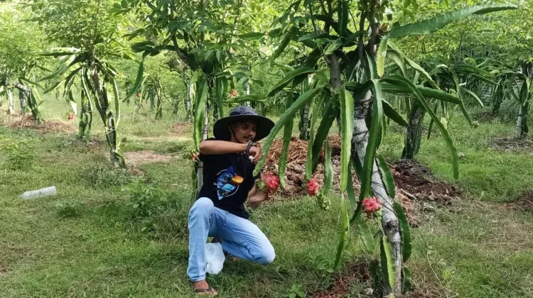 Musim Kemarau Bikin Pasokan Buah Menipis, SPPG Harap Dukungan Petani