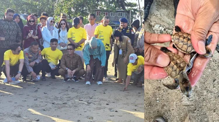 DKP3 Balikpapan Ungkap Pentingnya Pantai Alami bagi Kelangsungan Penyu