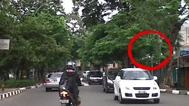 Halo RRI : Warga Laporkan Traffic Light Tertutup Cabang Pohon
