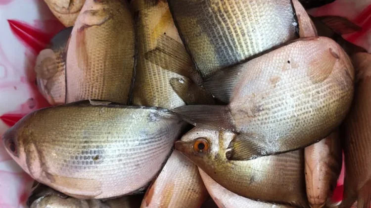 Harga Ikan Biawan di Samarinda Tembus Rp25 Ribu