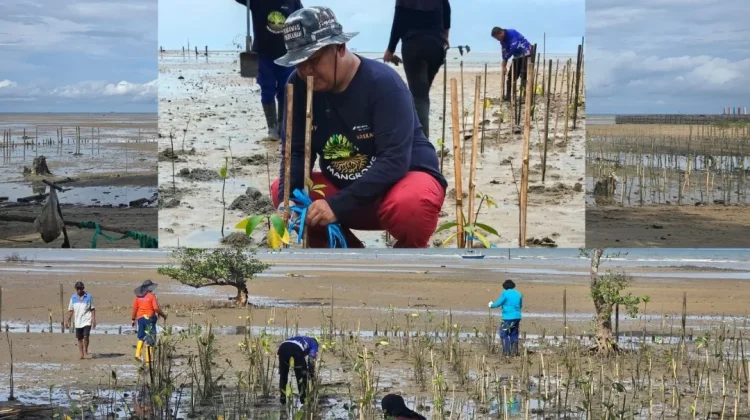 Balikpapan Bangun Ketahanan Pesisir Melalui Gerakan Penanaman Mangrove