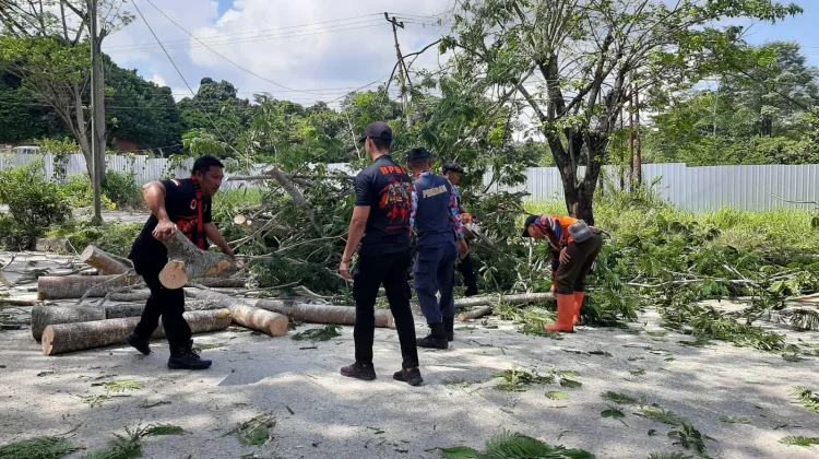 Akses Jalan Sempat Terganggu, BPBD Kukar Evakuasi Pohon Tumbang di KM 10