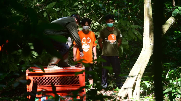 Bagus, Eboni, dan Ruby Kembali ke Habitat, Tiga Orangutan Hasil Rehabilitasi Dilepas