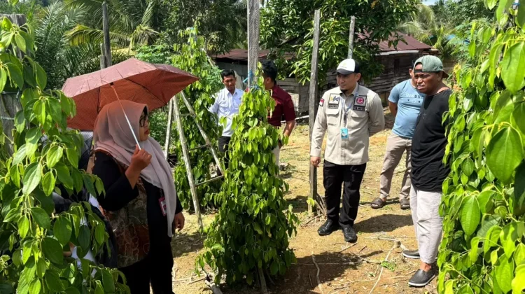 Tim Kemenkum Kaltim dan DJKI Lakukan Pengawasan Lapangan IG Lada Malonan