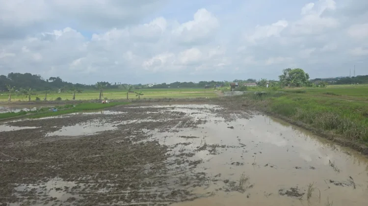 IKN Tumbuh, Kaltim Pacu Produksi Pangan dari Lahan yang Ada