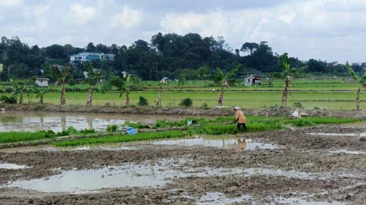 Kaltim Didorong Kurangi Ketergantungan Beras dari Luar Daerah