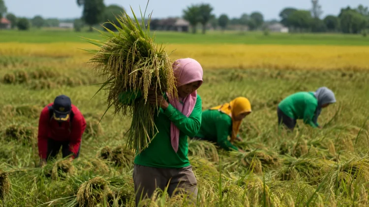 Kementerian Pertanian Alokasikan AUTP untuk 100 Ribu Hektare Lahan Padi pada 2026