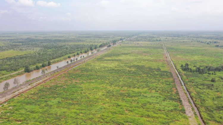 Kaltim Siapkan 13 Ribu Hektare Sawah Baru untuk Perkuat Swasembada Pangan