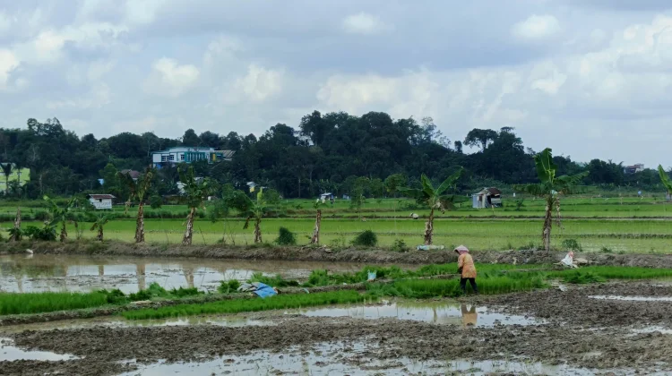 Tak Lagi Andalkan Perluasan Lahan, Kaltim Fokus Tingkatkan Hasil Panen