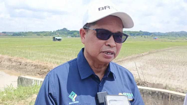 Produktivitas Padi Kaltim Ditargetkan Naik Dua Kali Lipat lewat PMAAS