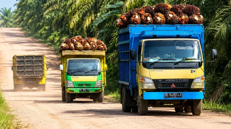 Bupati PPU Soroti Kontribusi Industri Sawit yang Dinilai Belum Seimbang
