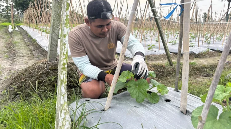 Polres PPU Rawat Tanaman Melon, Perkuat Ketahanan Pangan dari Lahan Produktif