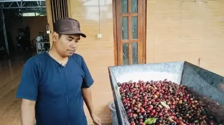 Kopi Merapi: Disiplin Petik Merah dan Teknologi Jadi Kunci Kualitas