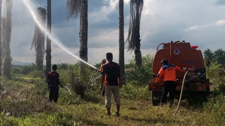 Kebakaran Lahan Satu Hektare Terjadi di Perkebunan Sawit Paser