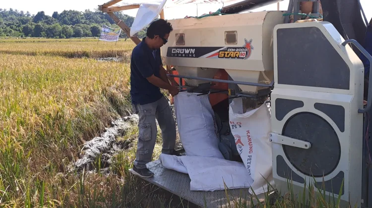 Harga Gabah Stabil, Bulog Samarinda Terus Serap Hasil Panen di Sentra Produksi