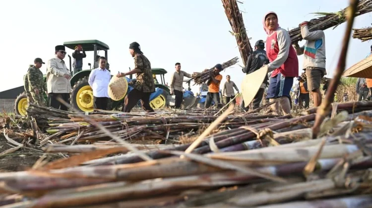 Petani Rasakan Dampak Positif Program Ketahanan Pangan Pemerintah Nasional