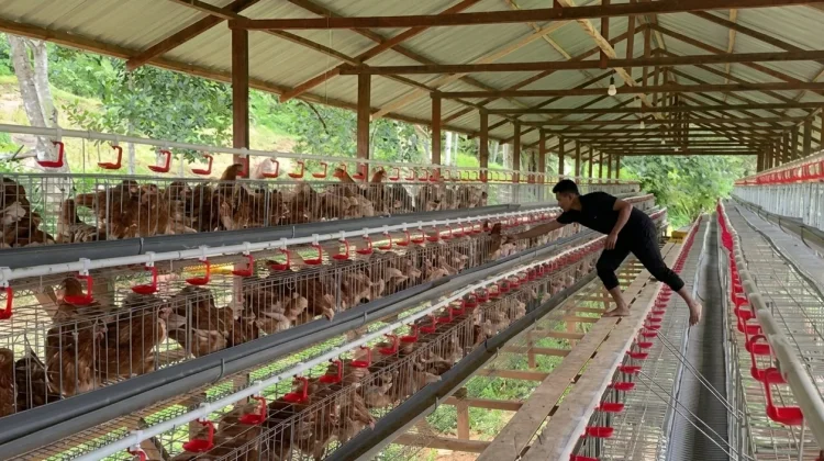 Kisah Samatelur dan Telor Kita Bangun Inovasi Pakan Limbah Udang di Kaltim
