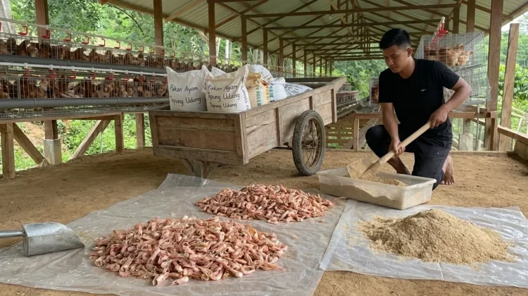 Limbah Kepala Udang Anggana Diolah Jadi Pakan Ayam Petelur Kaltim