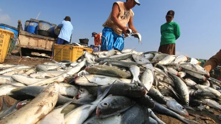 Perubahan Ekosistem Mahakam Paksa Warga Kutai Beralih dari Profesi Alam