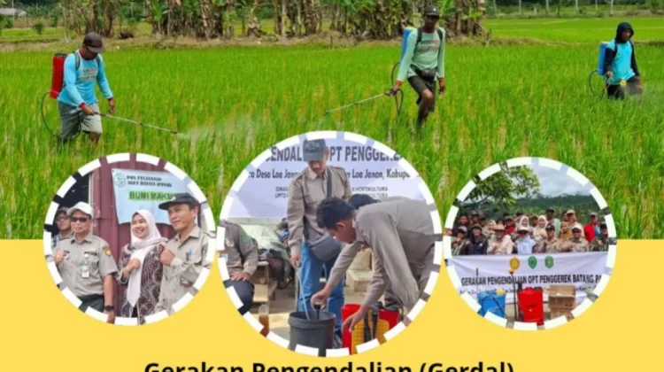 Antisipasi Serangan Hama Penggerek Batang Padi Melalui Gerdal