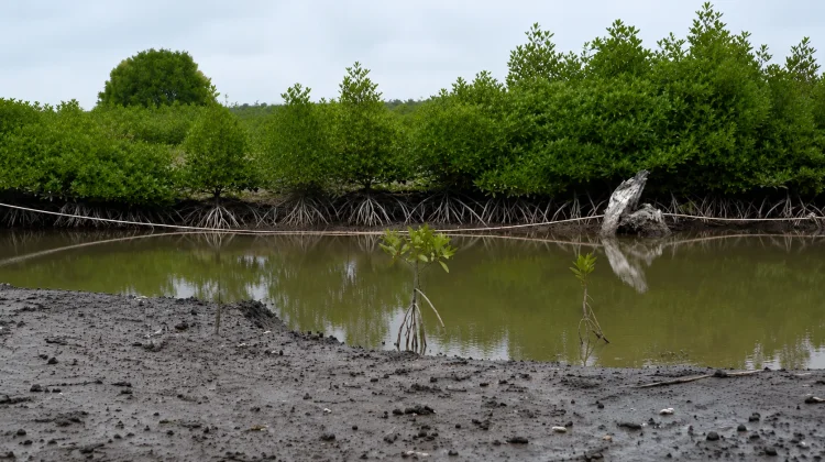Sepuluh Ribu Bibit Mangrove Hijaukan Pesisir Kutai Kartanegara