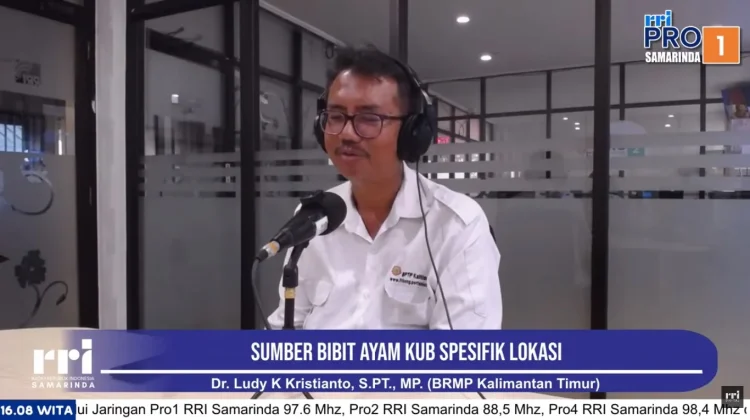 Ayam KUB Jadi Harapan Baru Ketahanan Pangan Kaltim