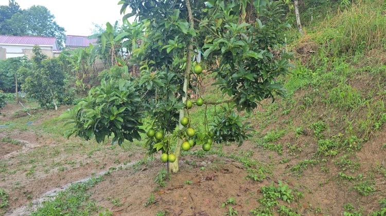 Patahkan Mitos, Kebune BLS Avocado Buktikan Alpukat Unggul Berbuah di Samarinda