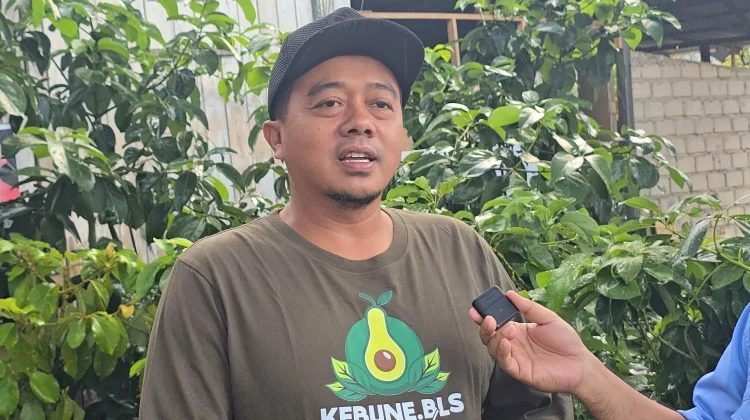Lahan Bekas Tambang Berpeluang Ditanami Alpukat, Ini Syaratnya