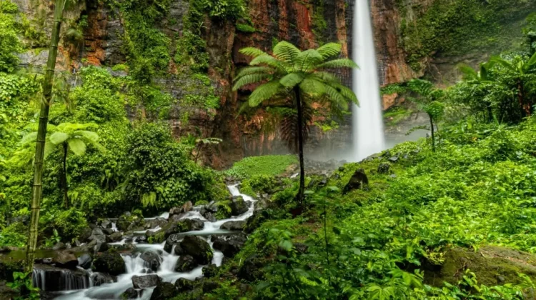 Deforestasi Hutan Adat di Kalimantan Timur Ancam Lingkungan dan Masyarakat