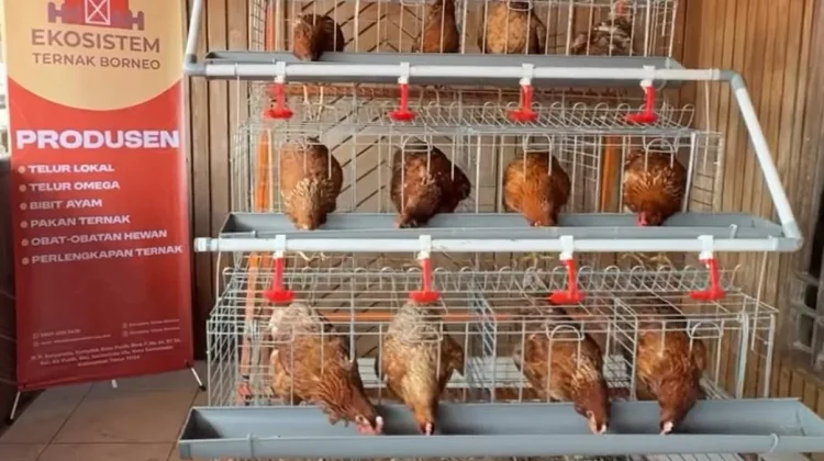 PT Ekosistem Ternak Borneo Bangun Ekonomi Gotong Royong dari Industri Telur Omega
