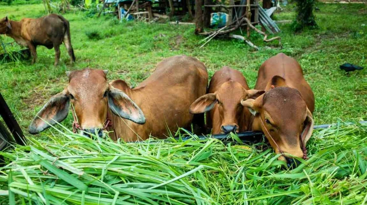 DPKH Kaltim Dorong Peternak Siapkan Pakan Awetan Hadapi Musim Kemarau