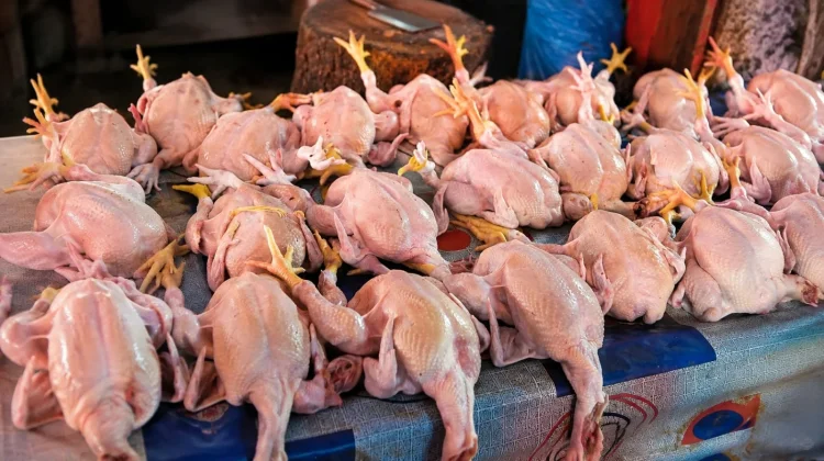 Harga Pakan Melambung, Ayam Mengecil demi Jaga Daya Beli