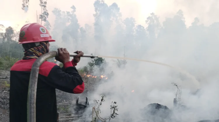 Karhutla Laburan Paser, Tiga Koma Lima Hektare Lahan Sawit Terbakar