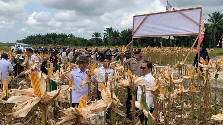Panen Jagung Polres PPU Dorong Lahan Produktif untuk Pangan