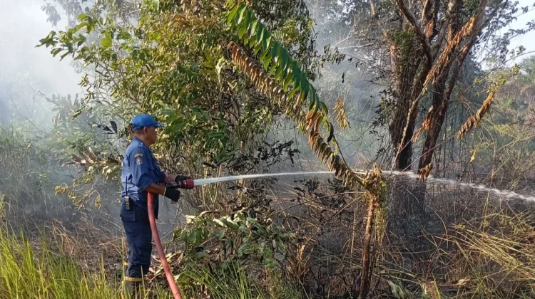 Karhutla Bakar Satu Hektare Lahan Gambut di Penajam