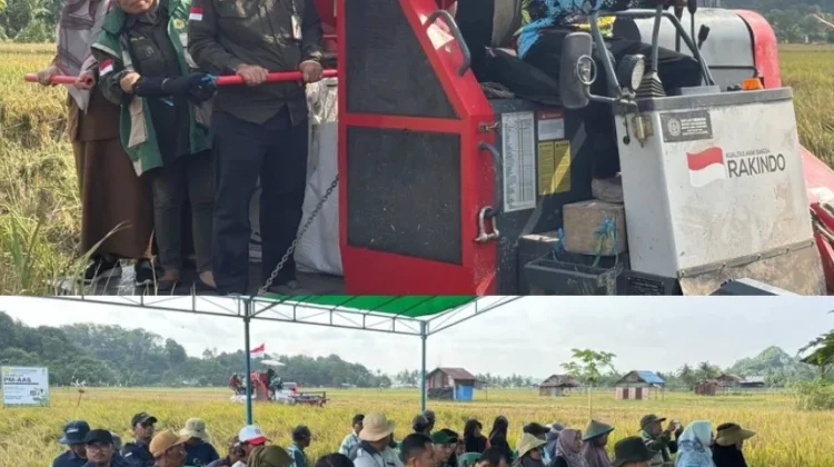 Panen Perdana PM-AAS Dorong Produktivitas Padi dan Kemandirian Pangan Kaltim
