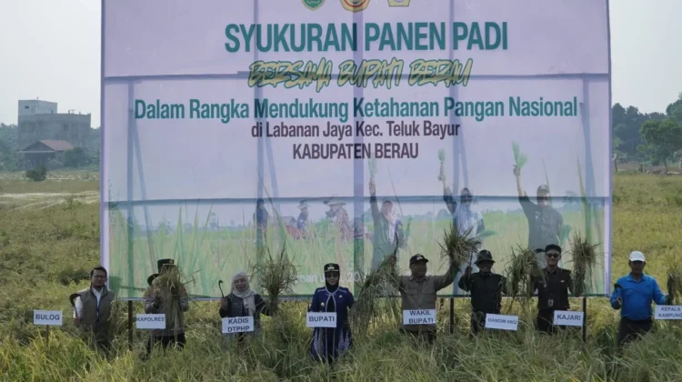 Ditengah Kemarau, Bupati Berau Apresiasi Petani Labanan Jaya Tetap Berhasil Panen