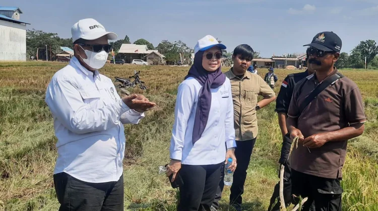 Kekeringan di Long Mesangat Kutai Timur Dorong Penguatan Strategi Pertanian