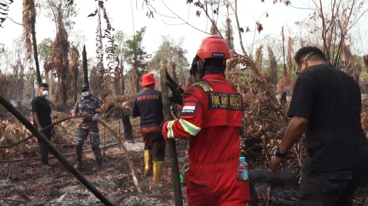 Karhutla Meningkat, Damkarmat Berau Lakukan 87 Kali Pemadaman Sepanjang Agustus