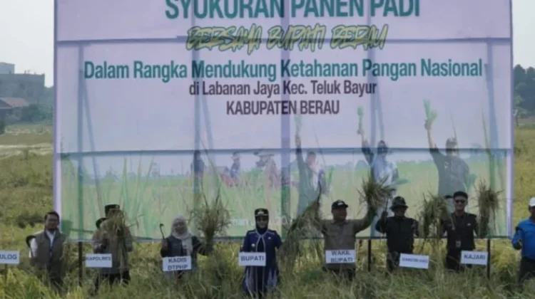 Petani Labanan Jaya Tetap Panen di tengah Kekeringan