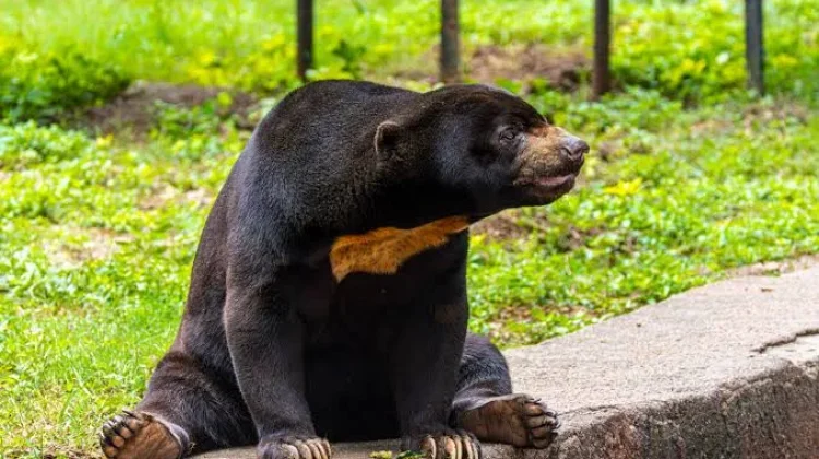 Maskot Kota Balikpapan: Beruang Madu sebagai Topik Pendidikan