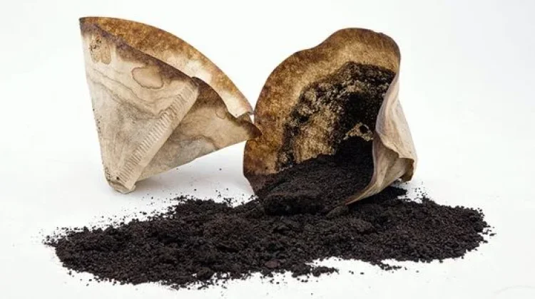 Ampas Kopi Jangan Berakhir di Tempat Sampah, Ini Beragam Manfaatnya