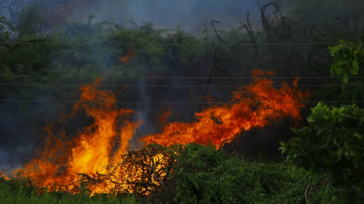 Karhutla Kaltim Melonjak, BPBD Catat 1.362 Hektare Terbakar pada Agustus