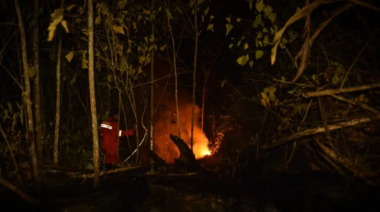 Karhutla Meluas di KHDTK Labanan, Api Mendekati Sekolah Hutan Orangutan