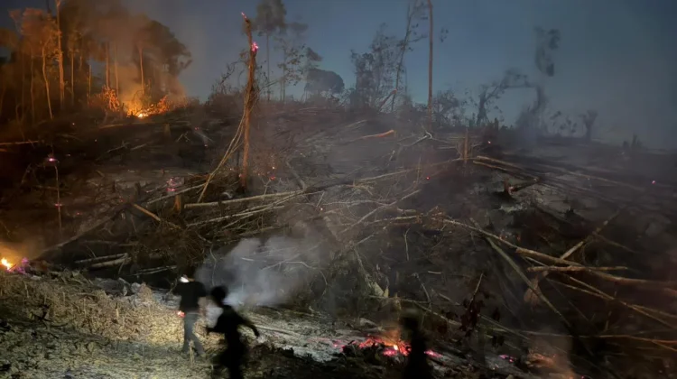 Pembakaran Lahan untuk Sawit Berujung Karhutla di Kaliorang