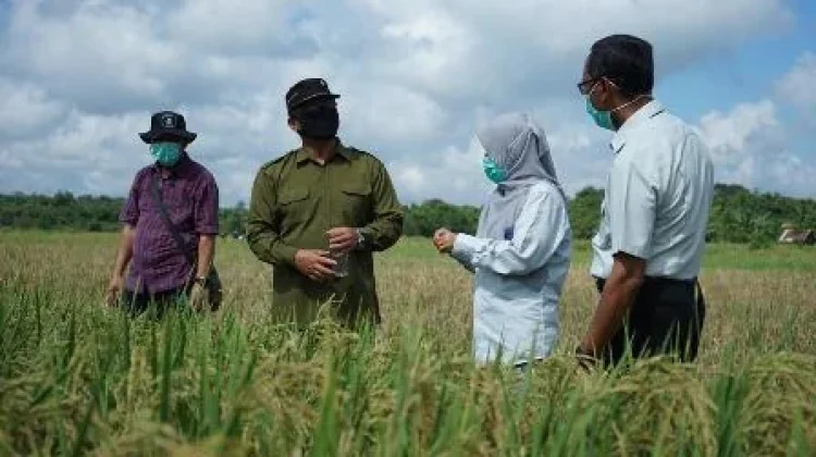 Kemarau Panjang Tekan Produksi Padi Berau, Target 8.800 Ton Terancam Tak Tercapai