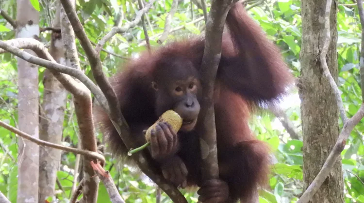 Habitat Jadi Kunci, Pemulihan Orang Utan Berjalan dari Sekolah Hutan