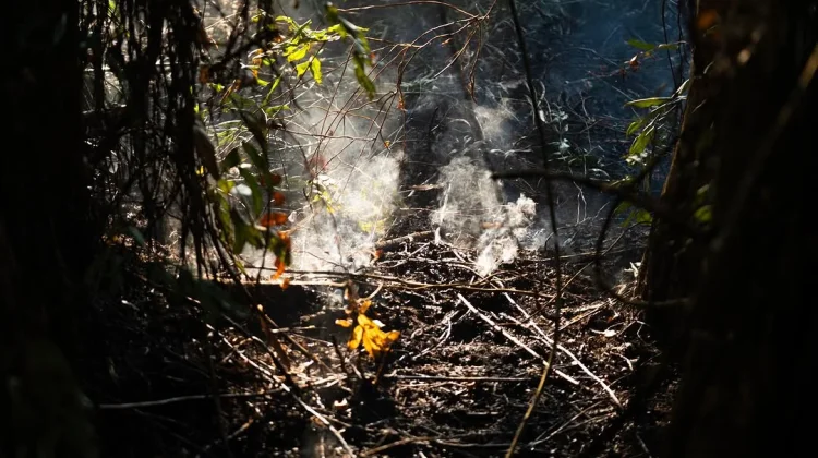 Api Masih Terlihat di Bukit Tengkorak, Sepaku Perkuat Penanganan Karhutla