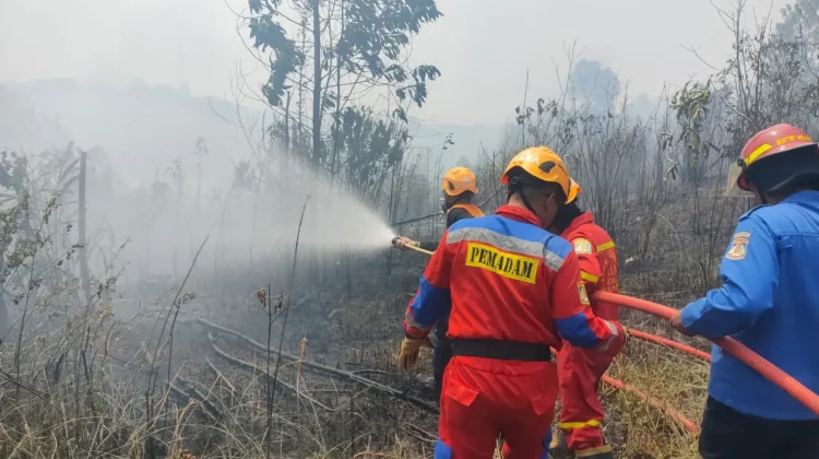 Kebakaran Lahan Empat Hektare Terjadi di Kariangau Balikpapan