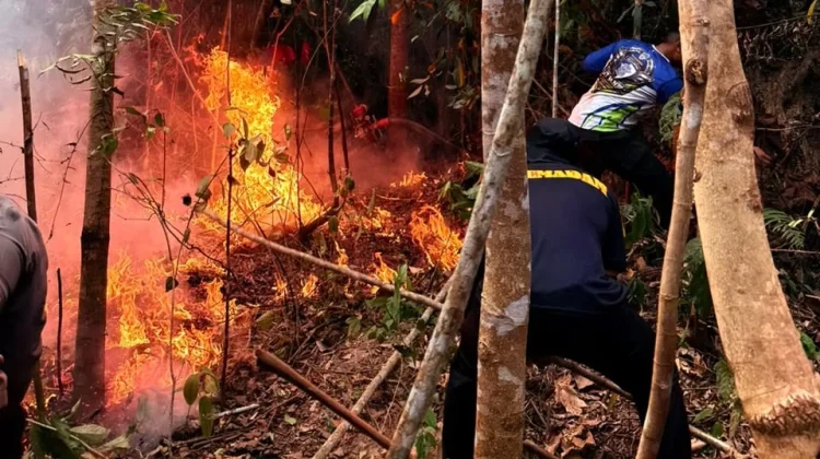 Kabut Asap Mengintai IKN Kolaborasi Jadi Kunci Penanganan Karhutla